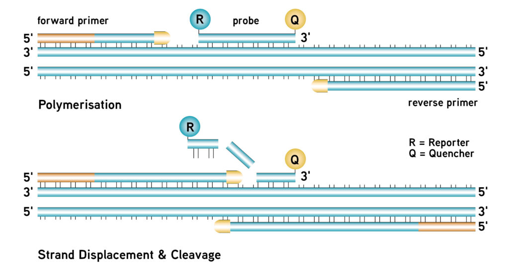 primers and probes