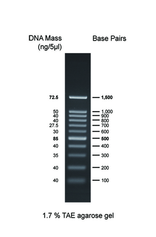 100bp-dna-ladder