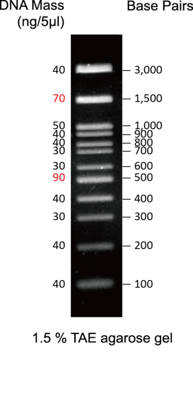 100bp-dna-ladder-h3