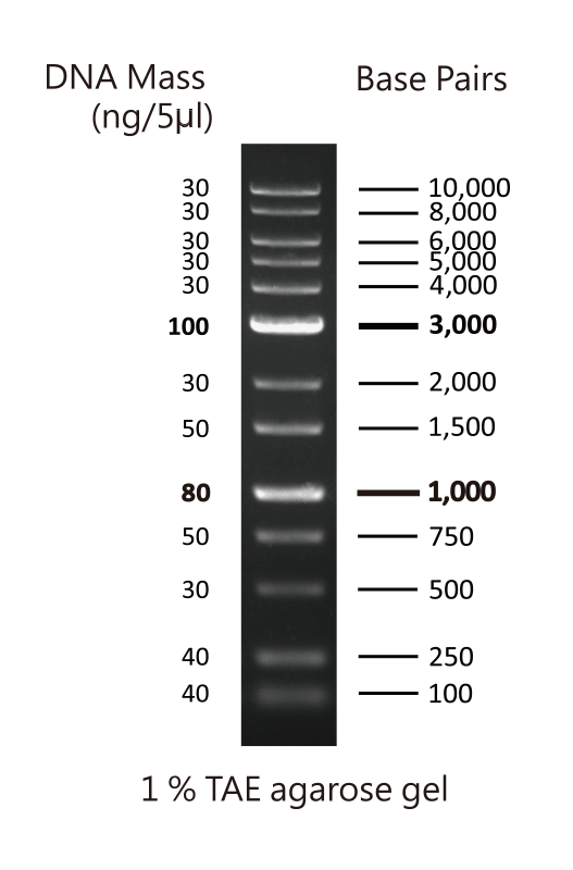 1kb-dna-ladder