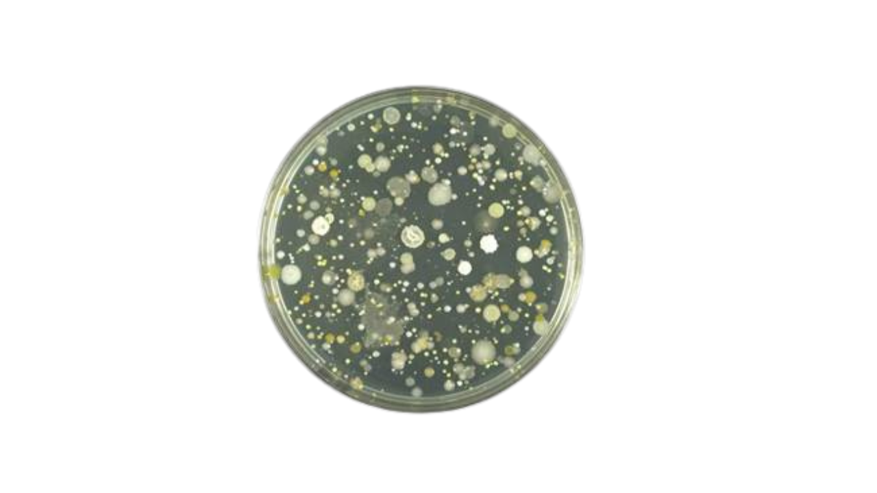 General purpose agar line