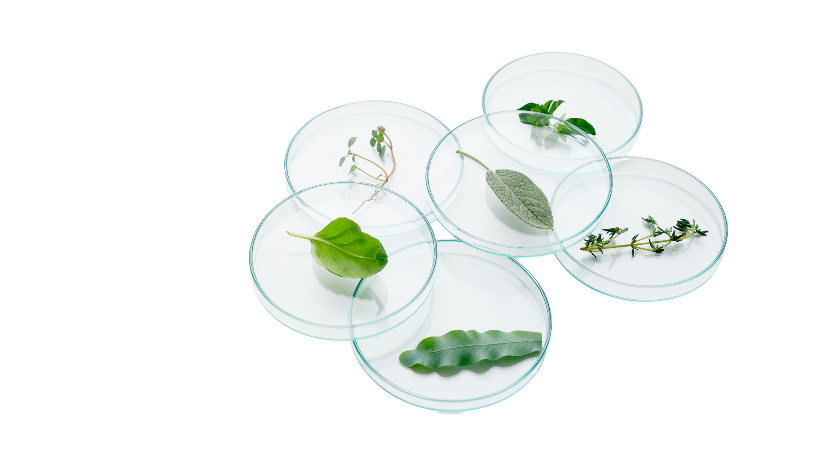 Phyto plate agar line