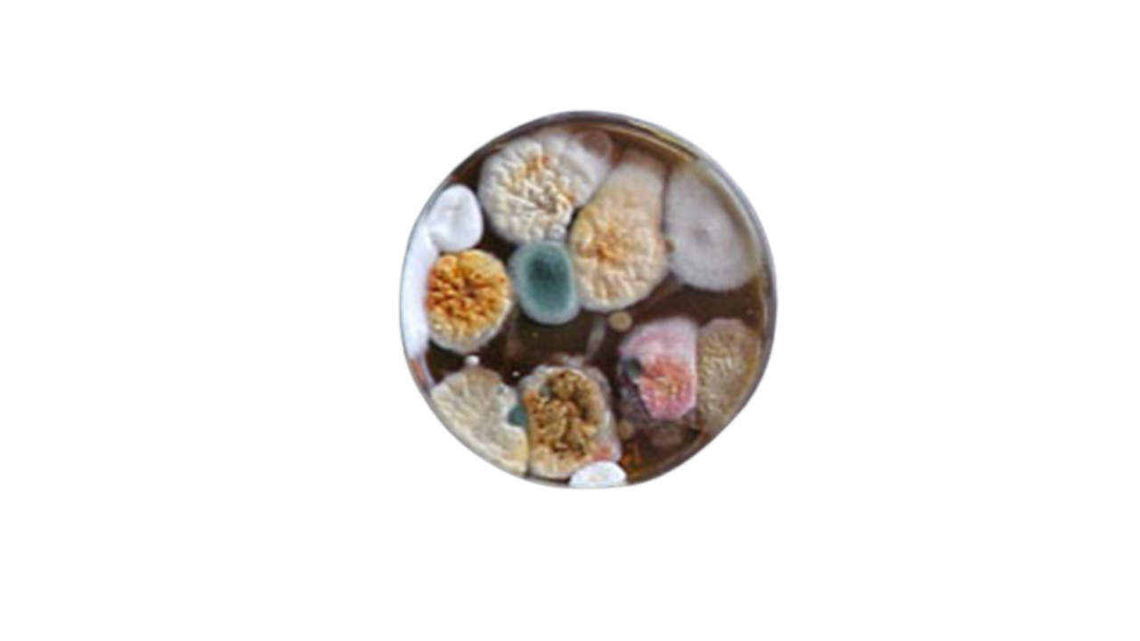 Yeast & Molds agar line