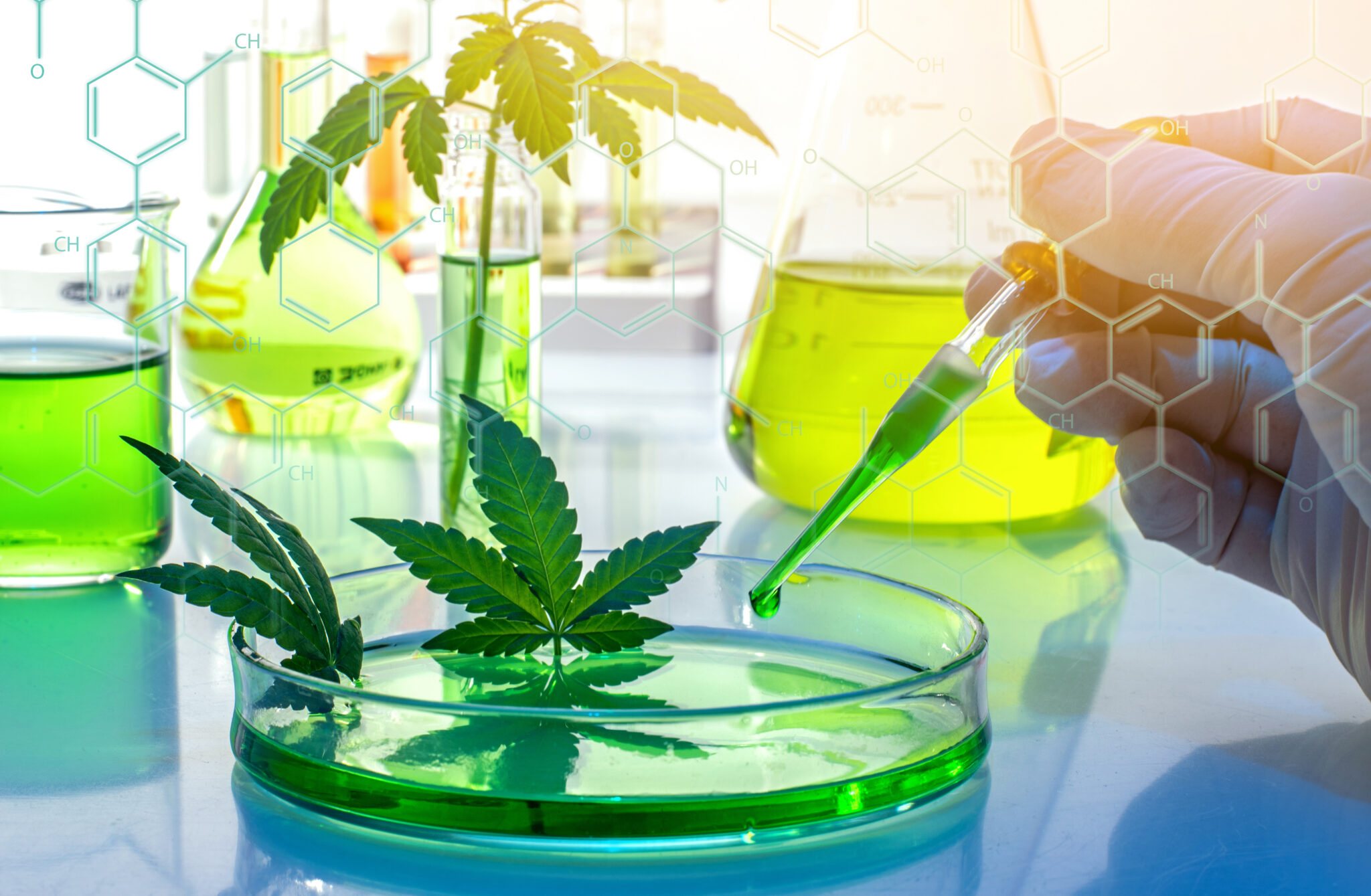 medical marijuana research studies